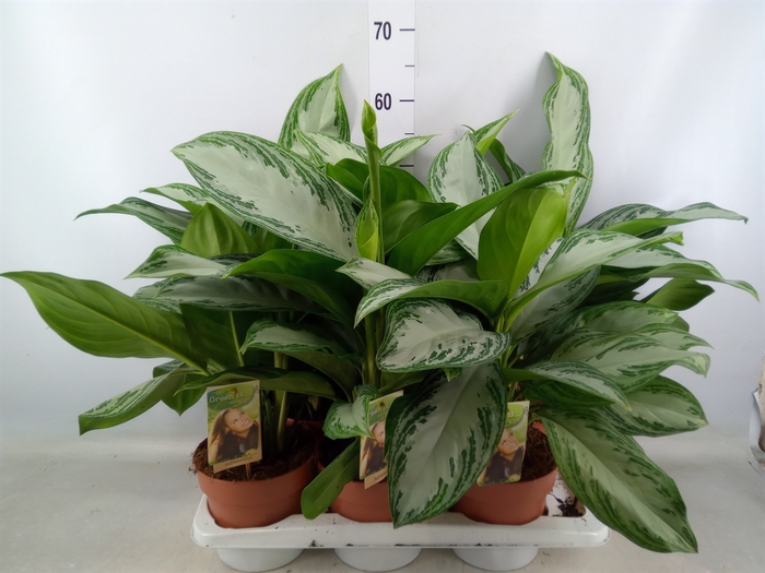 <h4>Aglaonema  'Silver Bay'</h4>