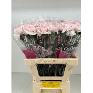 DI ST BRIDAL DAMASCU