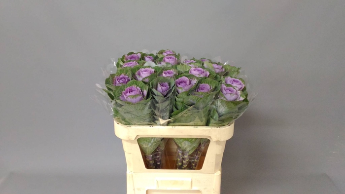 Brassica crane pink