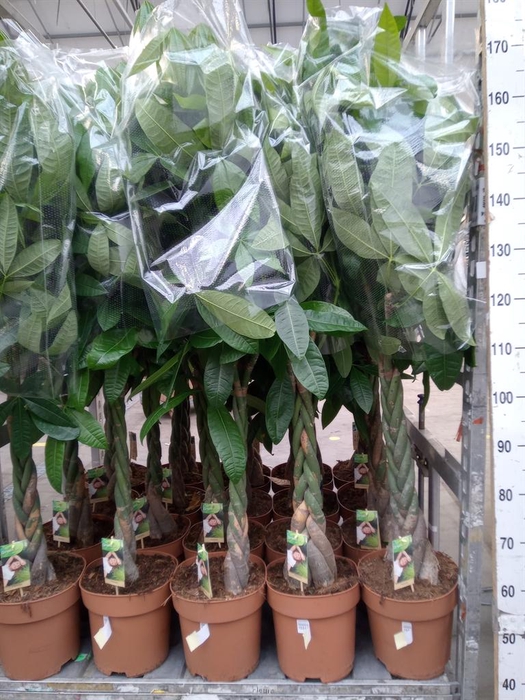 <h4>Pachira aquatica</h4>