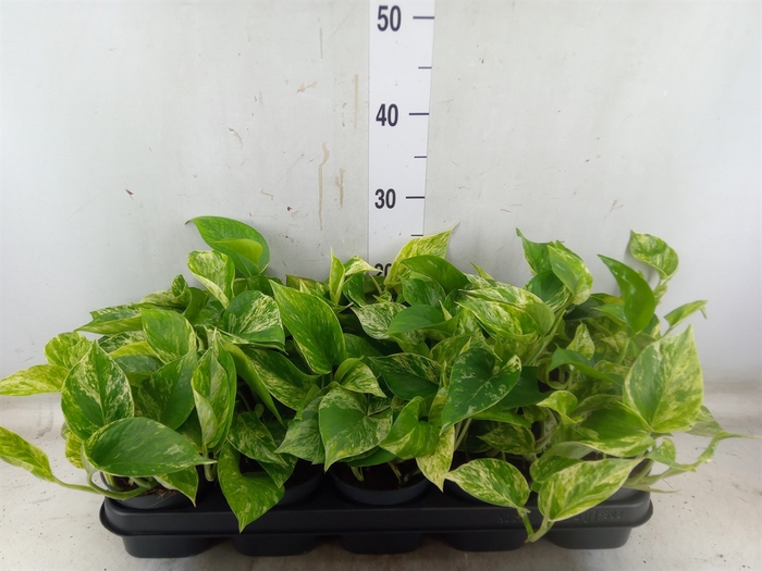 <h4>Epipremnum pinn. 'Marble Queen'</h4>