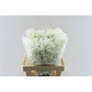 Lathyr Od Yukinohana White