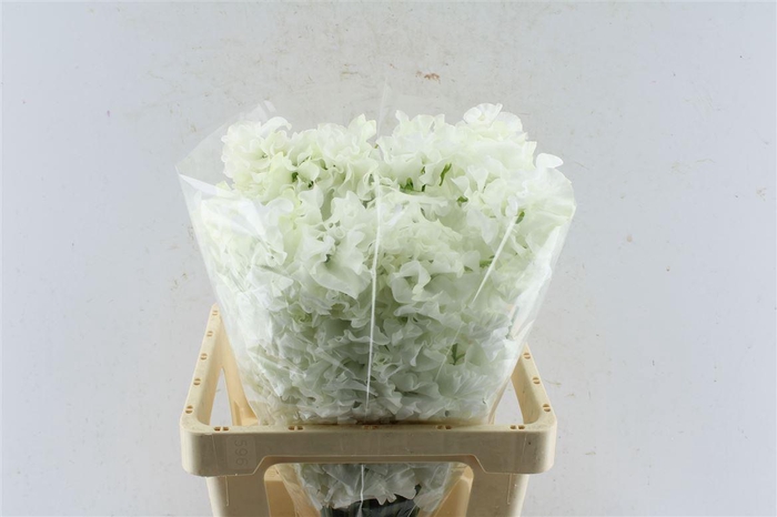 <h4>Lathyr Od Yukinohana</h4>