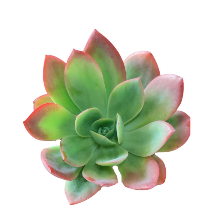 <h4>Echeveria Ov</h4>