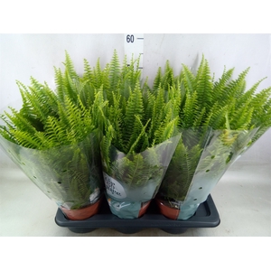 Nephrolepis exal. 'Green Lady'