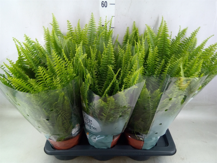<h4>Nephrolepis exal. 'Green Lady'</h4>