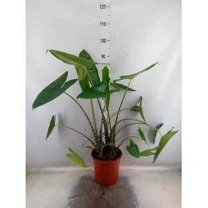 Alocasia zebrina