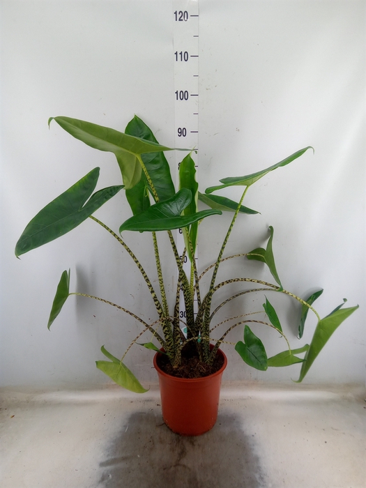 <h4>Alocasia zebrina</h4>