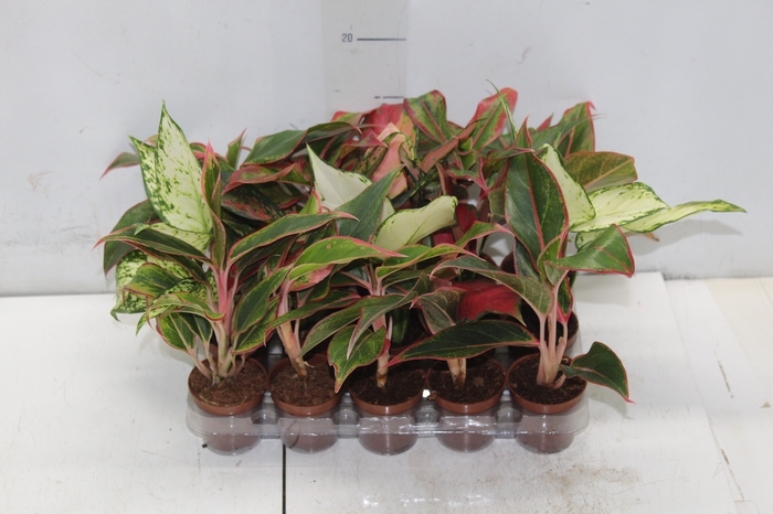 <h4>AGLAONEMA VARIADA P06</h4>