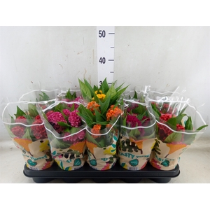 Celosia arg. CR 'Twisted'   ...mix