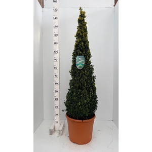 BUXU SEMPERVIRENS