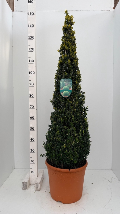 <h4>BUXU SEMPERVIRENS</h4>