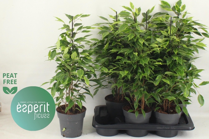 <h4>FIC BE ANASTASIA</h4>