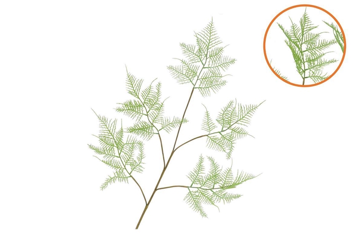 <h4>Silk Fern Asparagus Light Green 107cm Nm</h4>