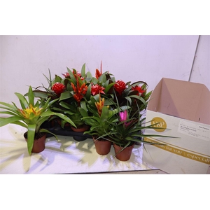 arr8 Bromelia Gem
