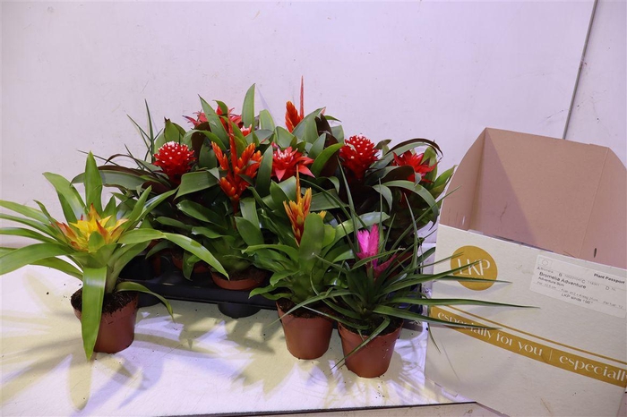 <h4>arr8 Bromelia Gem</h4>