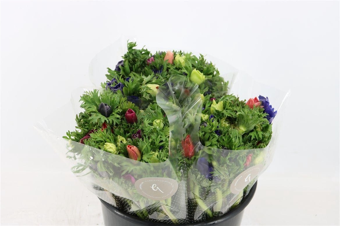 <h4>Anem Marianne Mixed</h4>