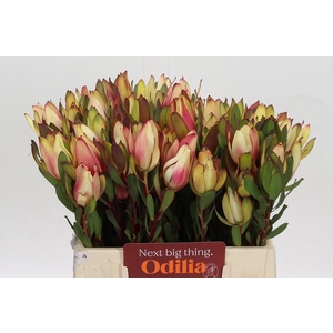 Leucadendron Senorita Spray