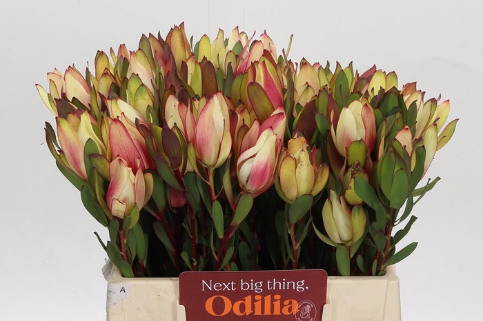 <h4>Leucadendron Senorita Spray</h4>