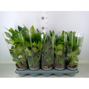 Fatsia japonica   ...