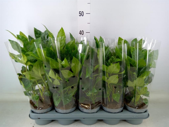 <h4>Fatsia japonica   ...</h4>