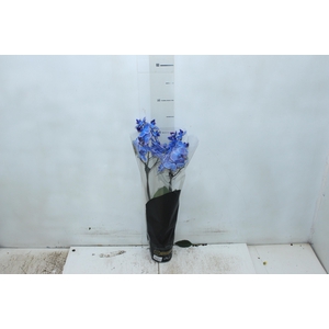 PHALAENOPSIS MINI P09 TINGIDA AZUL