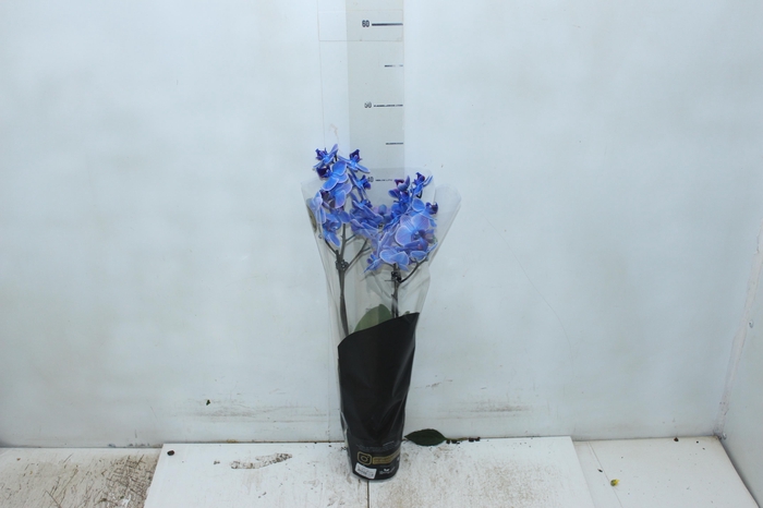 <h4>PHALAENOPSIS MINI P09 TINGIDA AZUL</h4>