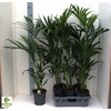 Howea Forsteriana 4-5pp