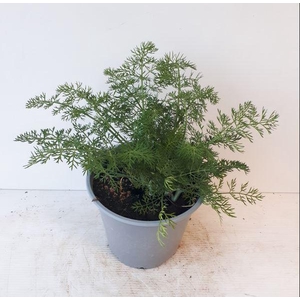 Foeniculum vulgare   ...