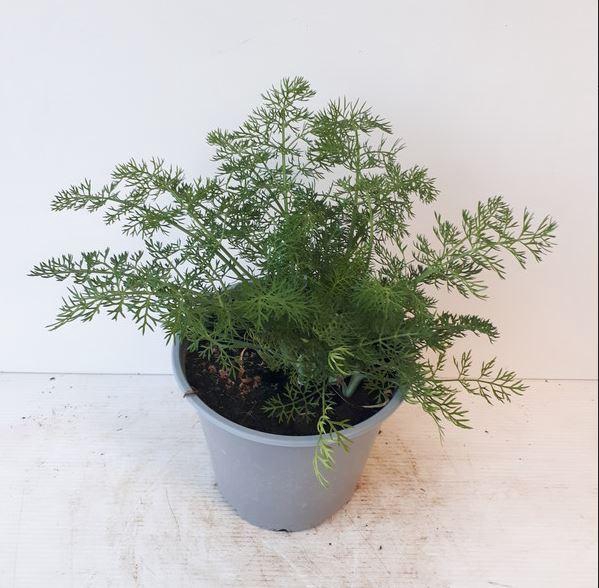<h4>Foeniculum vulgare   ...</h4>