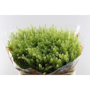 Deco Gr Thlaspi Gr Bell L80/35