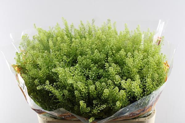 <h4>Deco Gr Thlaspi Gr Bell L80/35</h4>