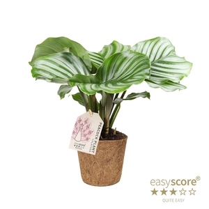 CALATHEA RUFIBARBA