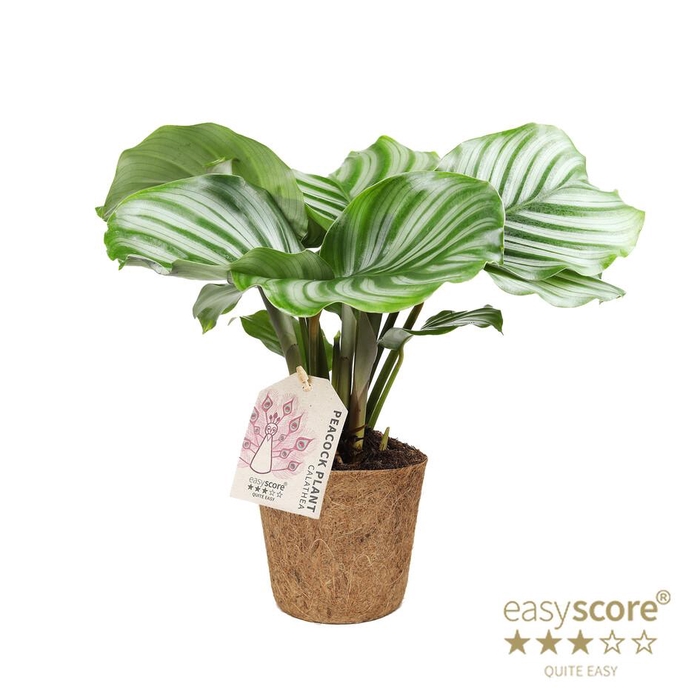 <h4>CALATHEA RUFIBARBA</h4>