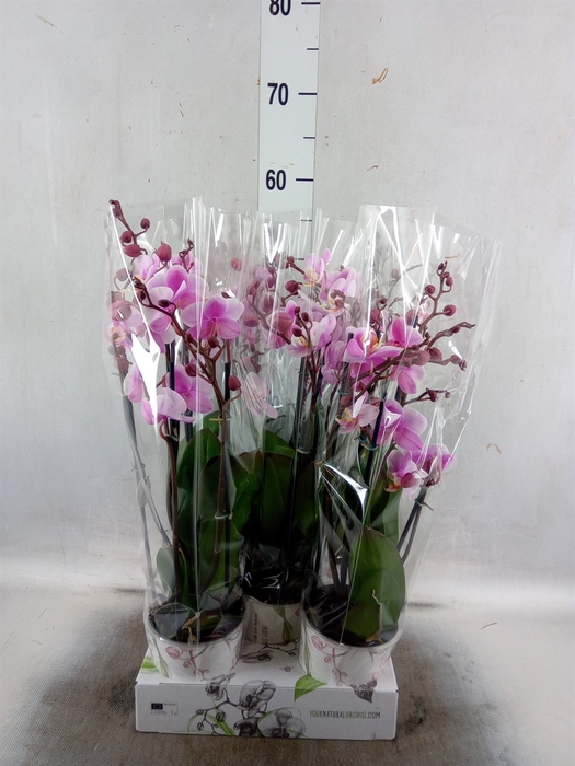 <h4>Phalaenopsis  'Ant Roskilde'</h4>