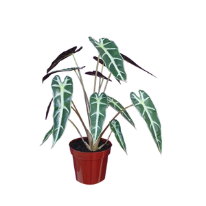 ALOCASIA PICOLLINI P17