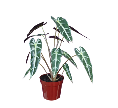 <h4>ALOCASIA PICOLLINI P17</h4>