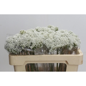 Ozothamnus Booming White