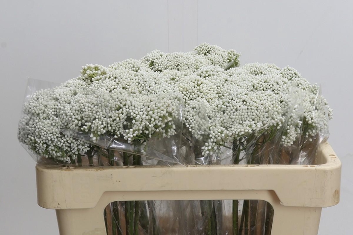 <h4>Ozothamnus Booming White</h4>