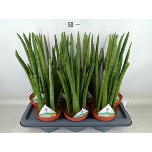 Sansevieria cyl.  ...
