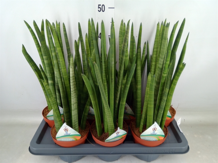 <h4>Sansevieria cyl.  ...</h4>