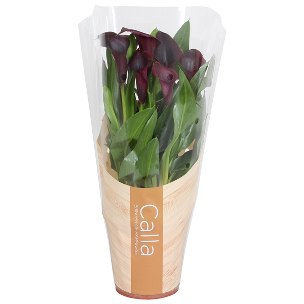<h4>Zantedeschia Odessa Calla zwart in bedrukte hoes</h4>