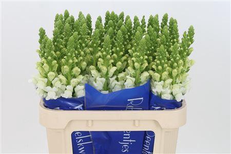 <h4>Antir Antibes White</h4>