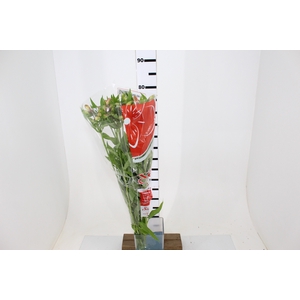 ALSTROEMERIA WILLHELMINA 080 CM