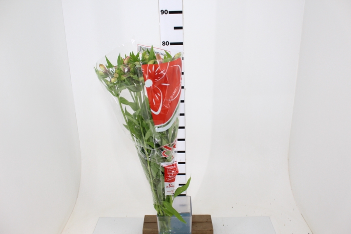 ALSTROEMERIA WILLHELMINA 080 CM