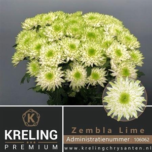 Chr T Zembla Lime
