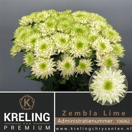 <h4>Chr T Zembla Lime</h4>