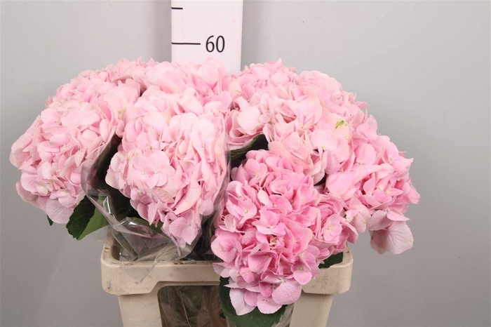 <h4>Hydrabloom Pink Progress</h4>