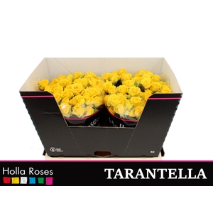 Tarantella