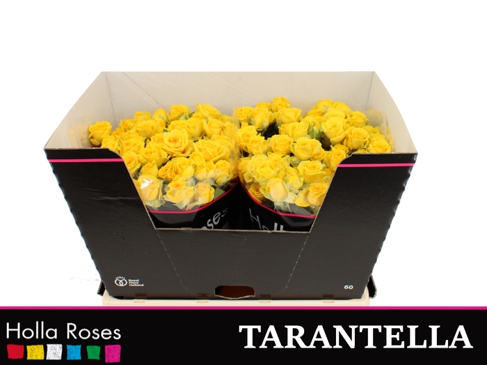 Tarantella